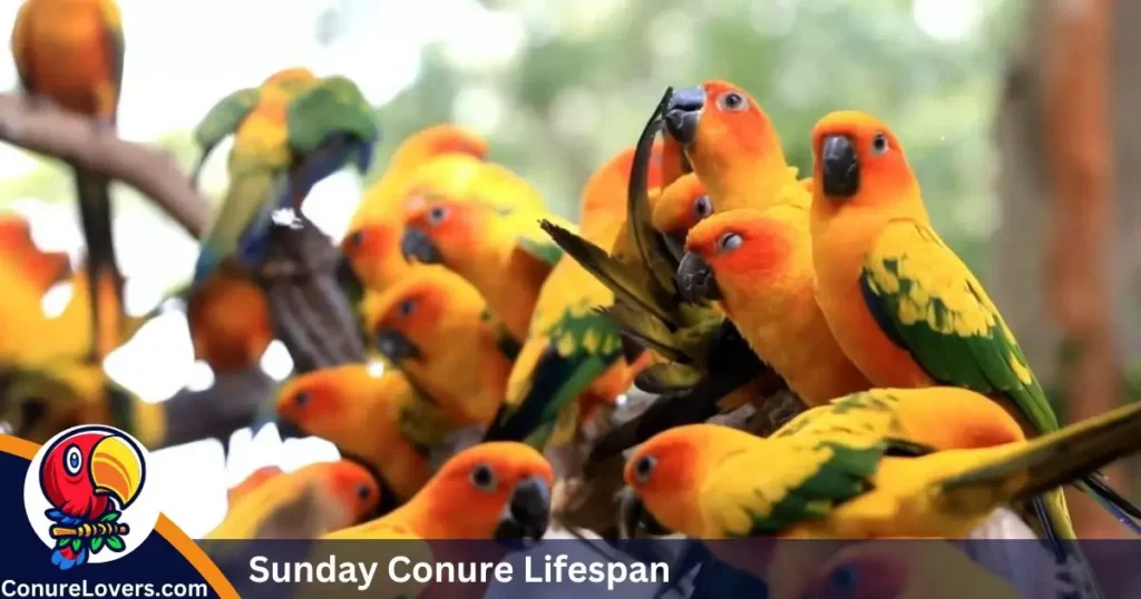 Sunday Conure Lifespan