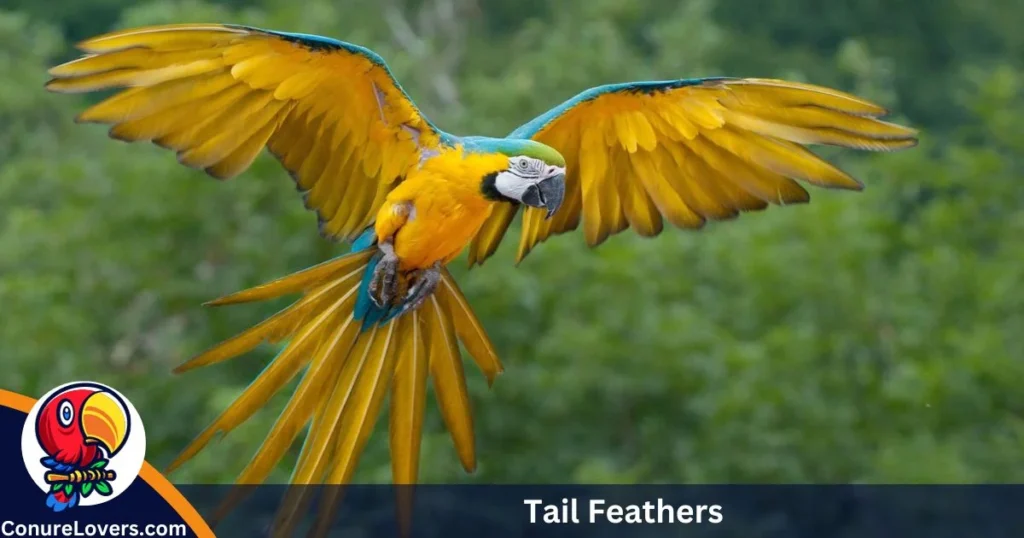 Tail Feathers