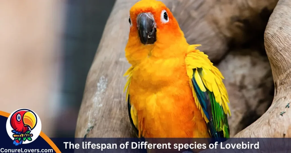 The lifespan of Different species of Lovebird