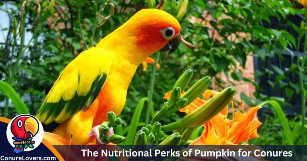 The Nutritional Perks of Pumpkin for Conures