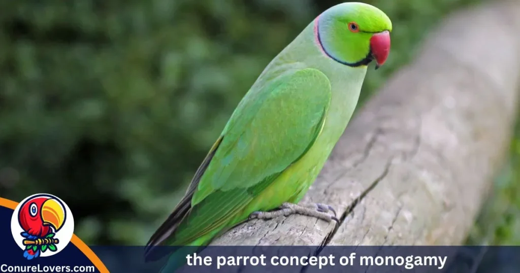 the parrot concept of monogamy