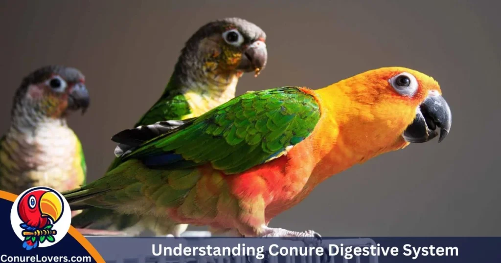 Understanding Conure Digestive System