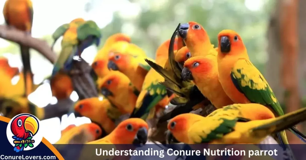 Understanding Conure Nutrition