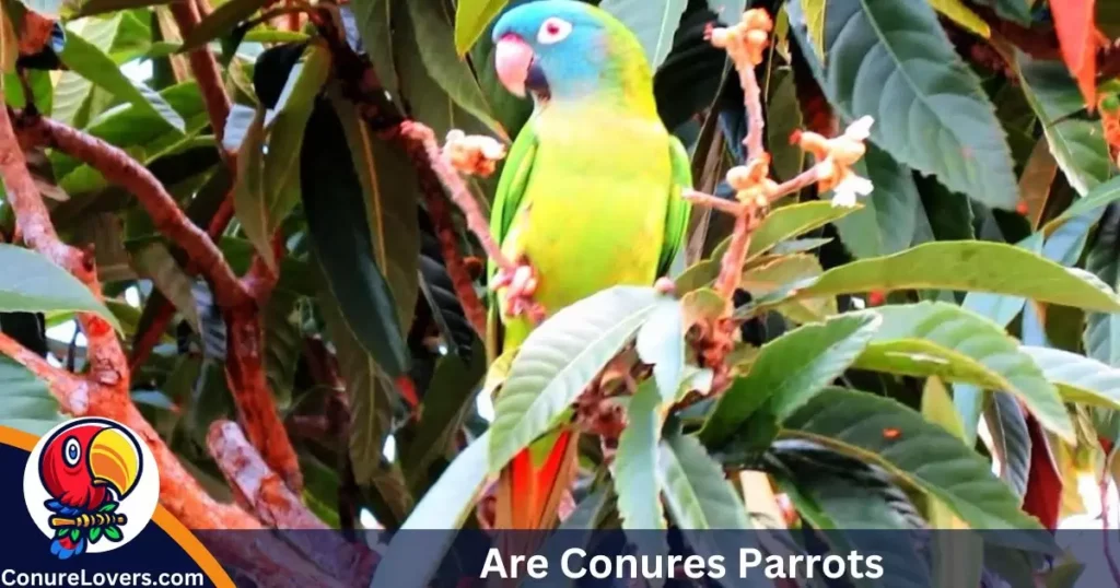 Understanding Parrots