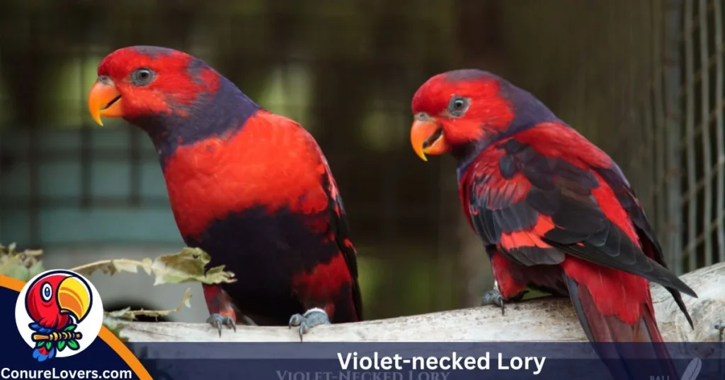 Violet-necked Lory