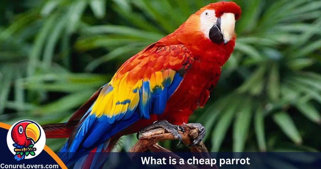 What is a cheap parrot