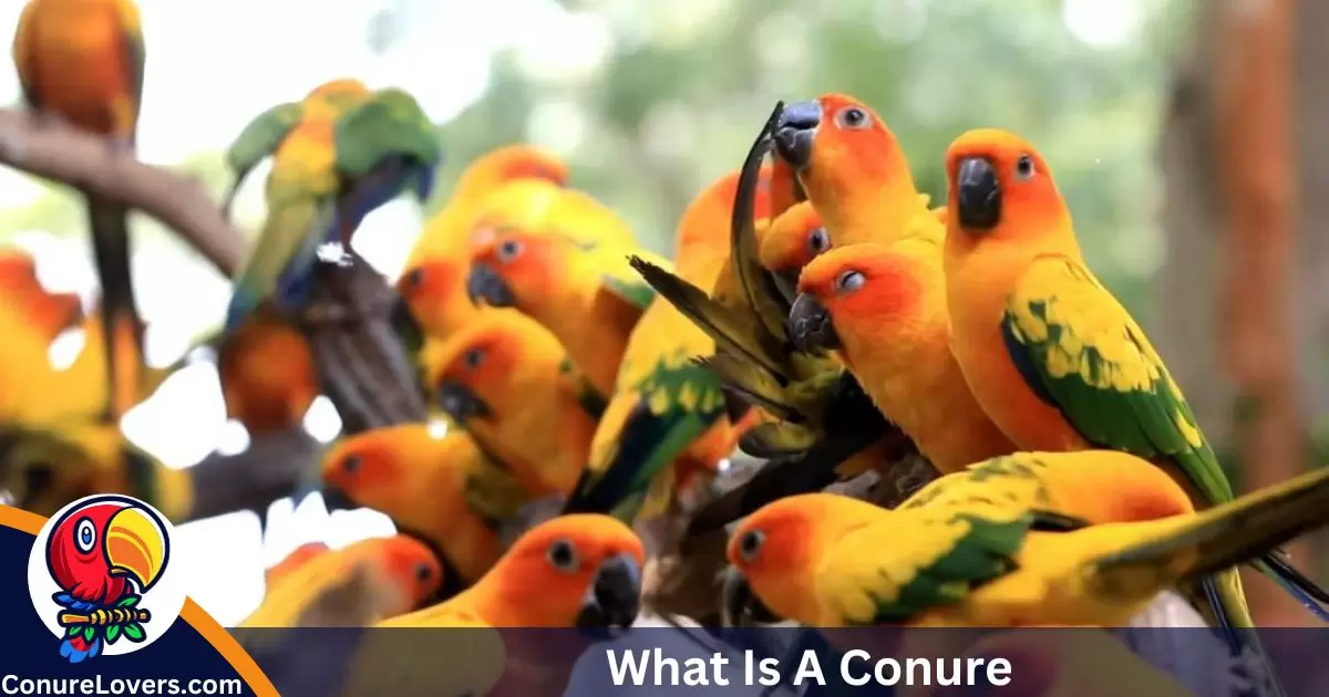 What Is A Conure