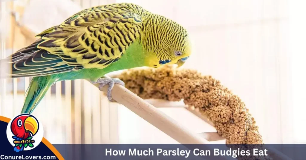 How Much Parsley Can Budgies Eat