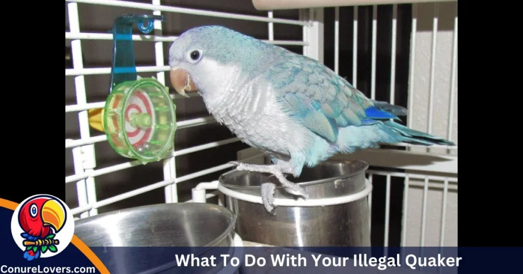 What To Do With Your Illegal Quaker