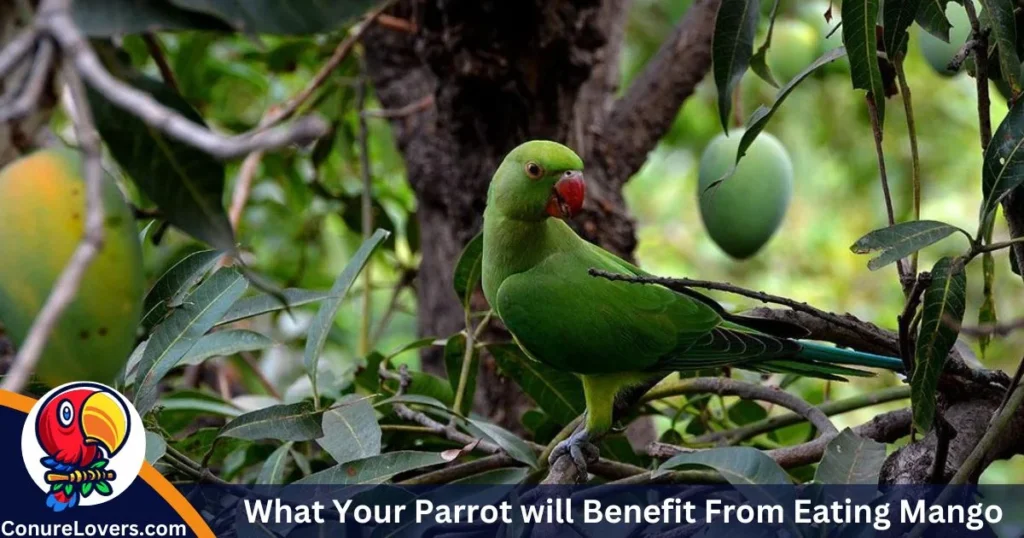 What Your Parrot will Benefit From Eating Mango