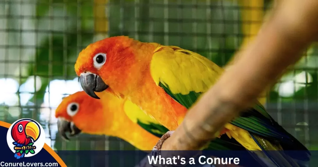 What's a Conure