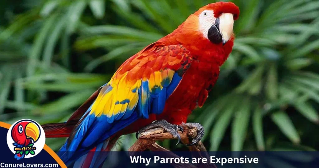 Why Parrots are Expensive