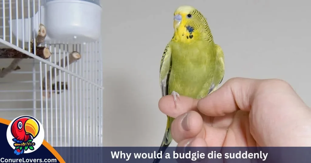 Why would a budgie die suddenly