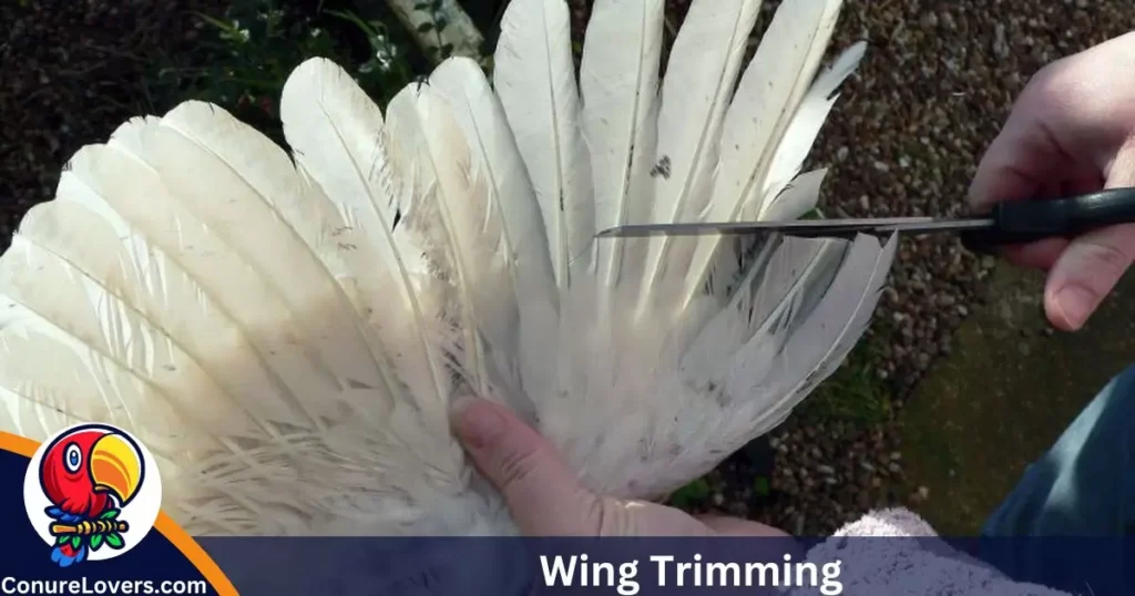 Wing Trimming