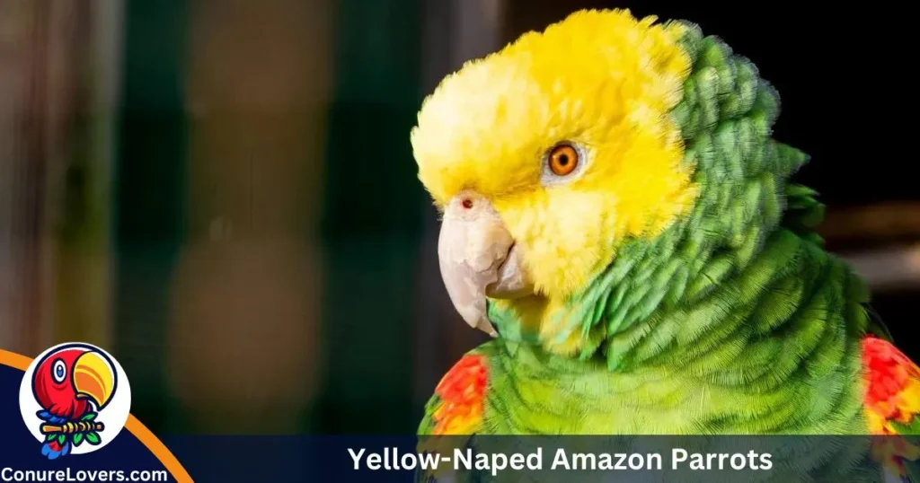 Yellow-Naped Amazon Parrots